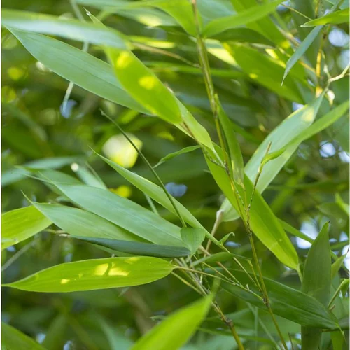 Bambou Phyllostachys Bissetti. 24 cm