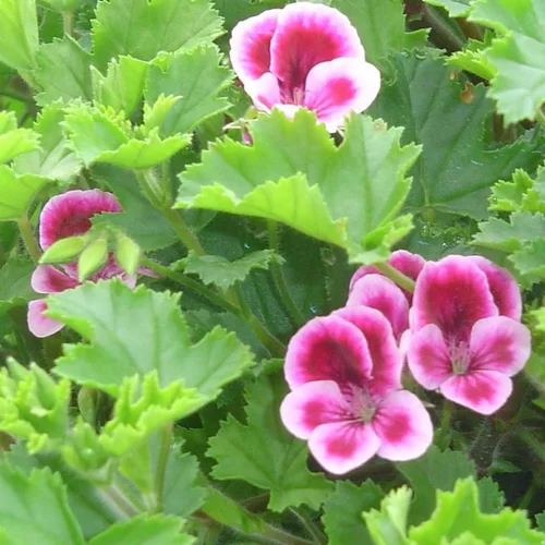 Pelargonium à Petites Fleurs - Le pot de 10 litres