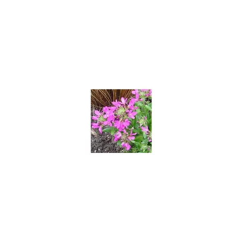 Arabette rose - La barquette de 6 plants