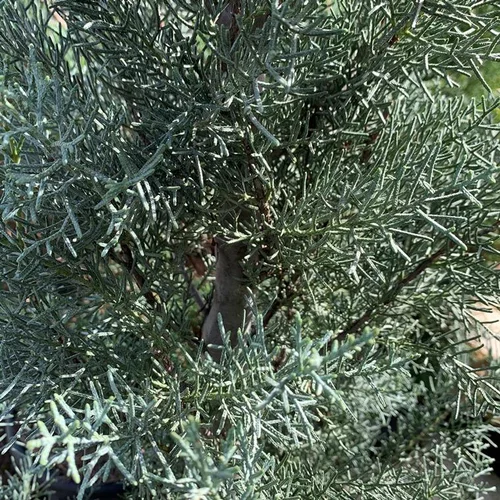 Cyprès de l'Arizona Fastigiata 1/4 tige. Le pot de 9 litres