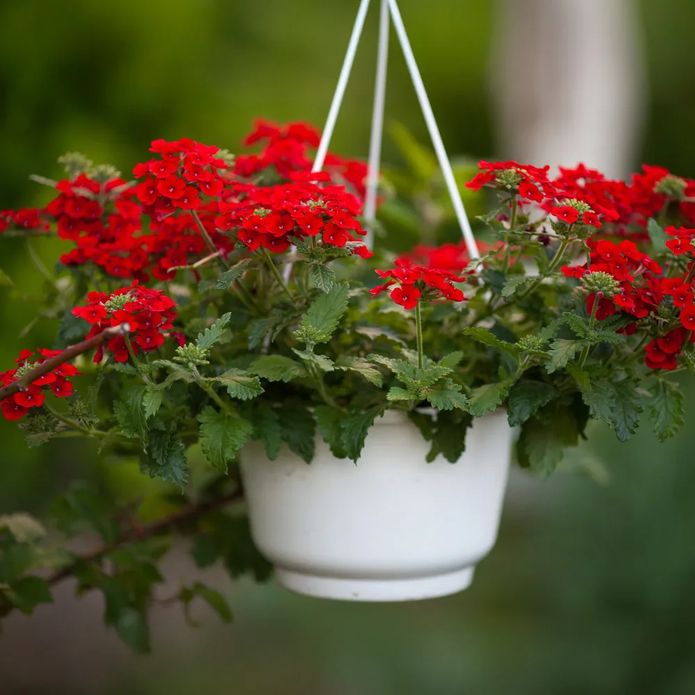 Verveine retombante rouge Verbena red