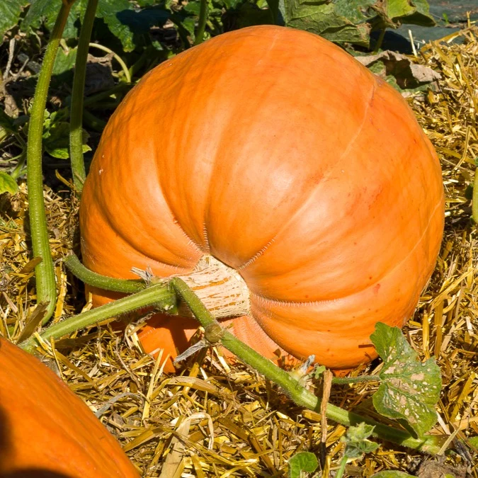 Potiron Atlantic Giant Cucurbita maxima atlantic giant