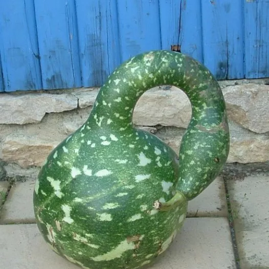 Semences bio et reproductibles de Gourde Amphore