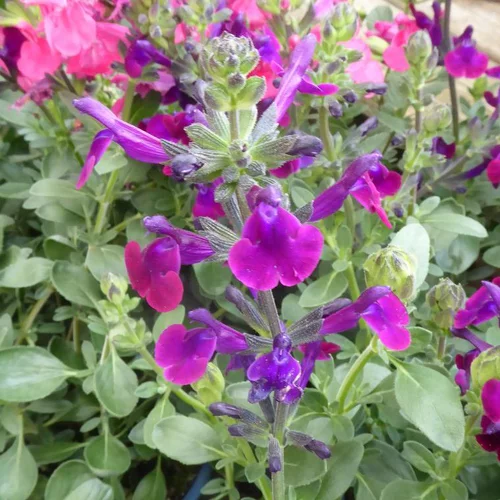 Salvia X Jamensis 'violet' - Le pot de 2,5 litres
