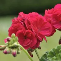 Géranium zonale - La jardinière de 40 cm