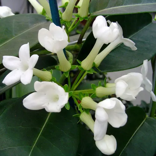 Stephanotis Floribunda ou Jasmin de Madagascar. Le pot de Ø 12 x H 60 cm
