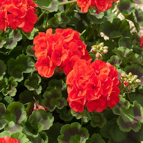 3 Géraniums à massifs rouges Toscana ® Pelargonium zonale toscana ®