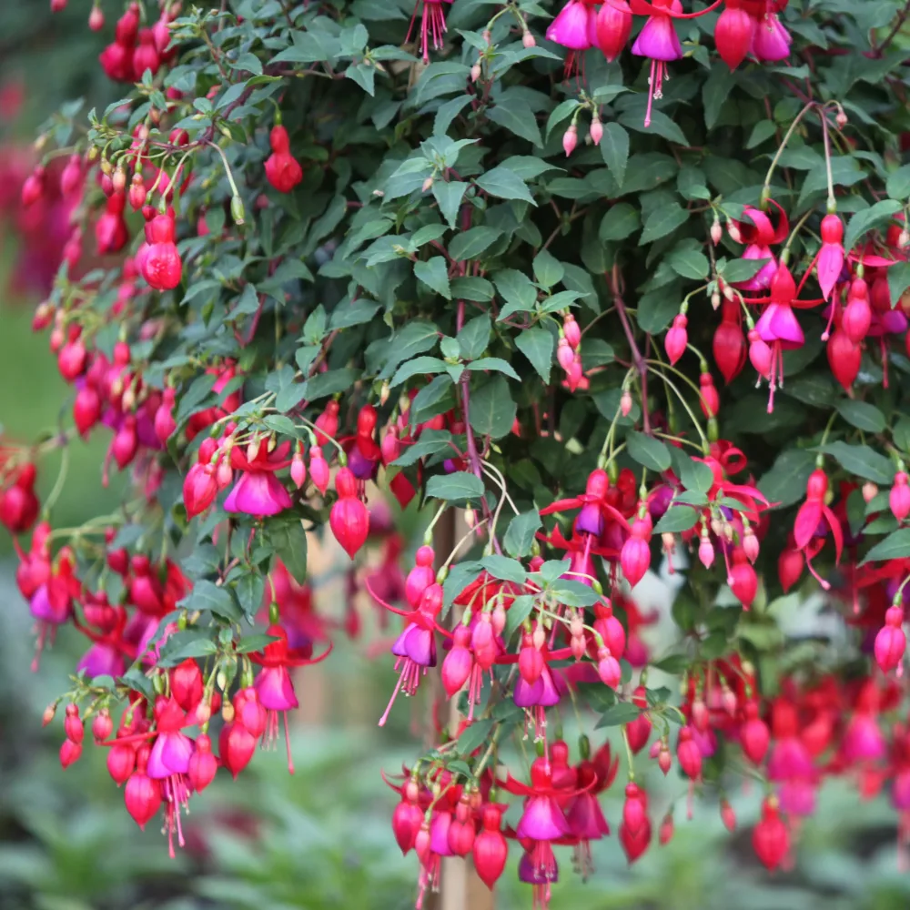 3 Fuchsias résistants au gel Brilliant Fuchsia brilliant