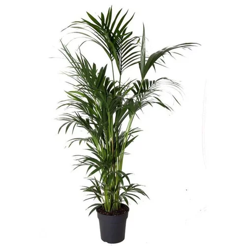 Kentia Forsteriana pot Ø30 cm/ H240 cm