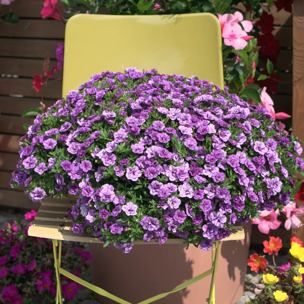 Mini-pétunia à fleurs doubles violettes Calibrachoa hybride double Amethyst