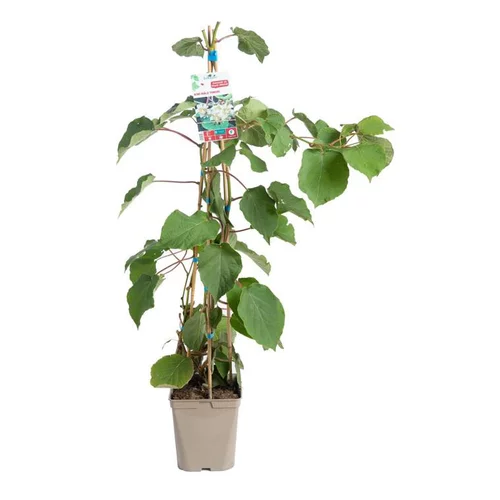 Kiwi Femelle Koryoku' Bio. Le pot de 5 litres
