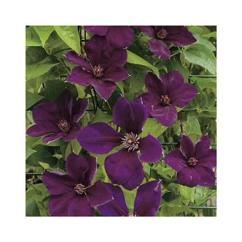 CLEMATITE GIPSY QUEEN. Le pot de 3 litres