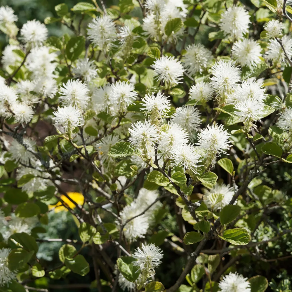 Grand fothergille Fothergilla major
