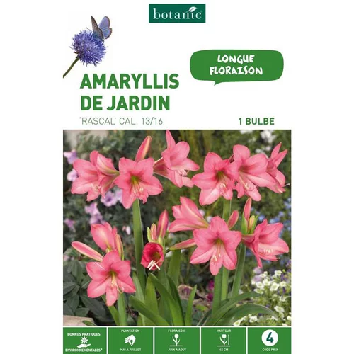 Amarilys Rascal rose botanic® - 1 bulbe