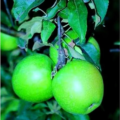 Pommier Granny Smith. Le pot de 12 litres forme 1/2 tige
