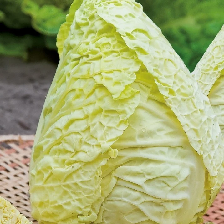 Chou de Milan Bloemendaalse Gele Bio Brassica oleracea sabauda milan bloemendaalse gele