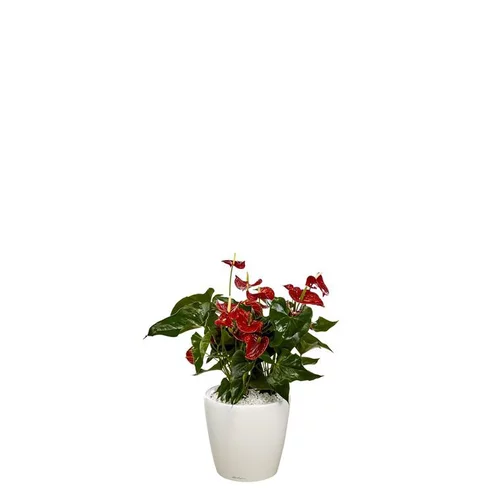 Anthurium et son pot Classico premium Ø 35 blanc