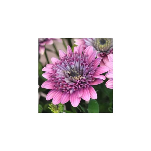 Ostéospermum à fleurs doubles - Le pot de 10,5 cm