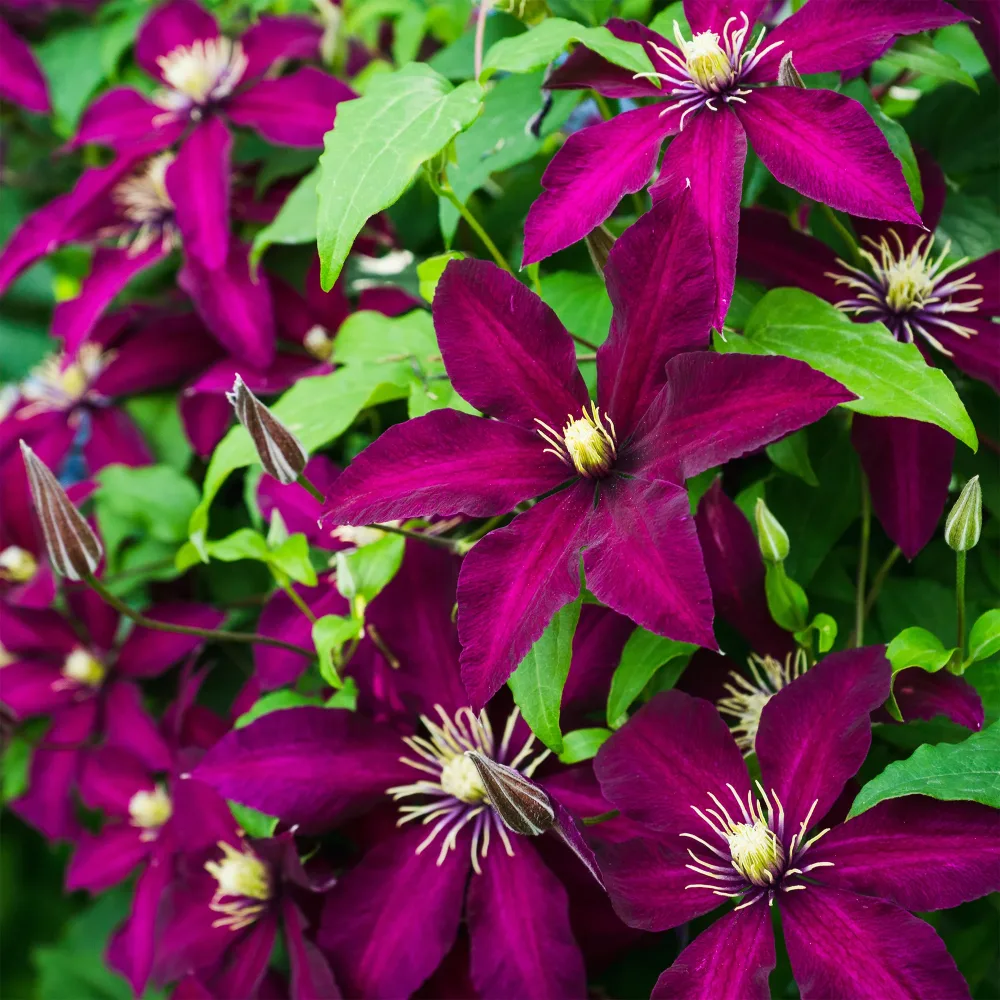 Clématite Niobe Clematis Niobe