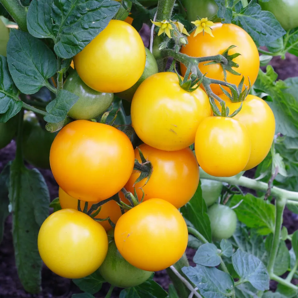 Tomate Cocktail Raisins jaunes Solanum lycopersicum cocktail raisins jaunes