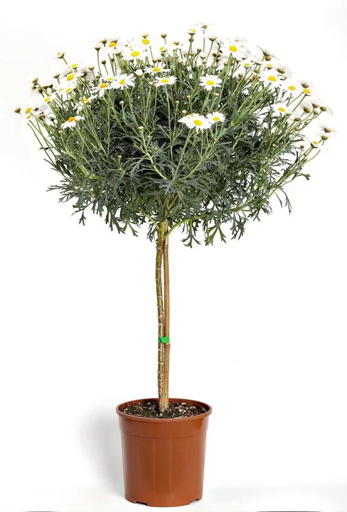 Anthemis Beejou Tige. Le pot de 19 cm