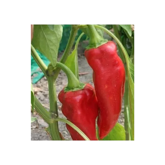 Piment de la Bresse | Semences bio et reproductibles