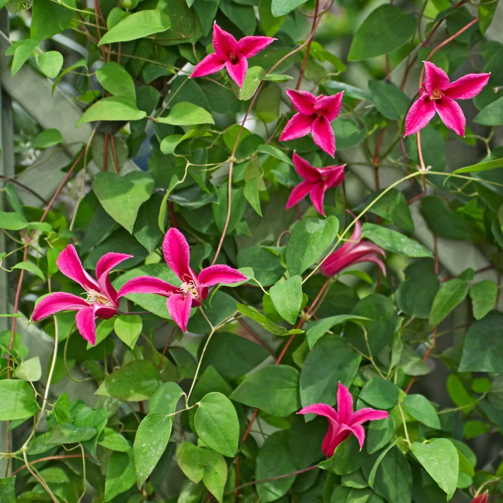 Clématite Princess Diana ® Clematis texensis Princess Diana ®