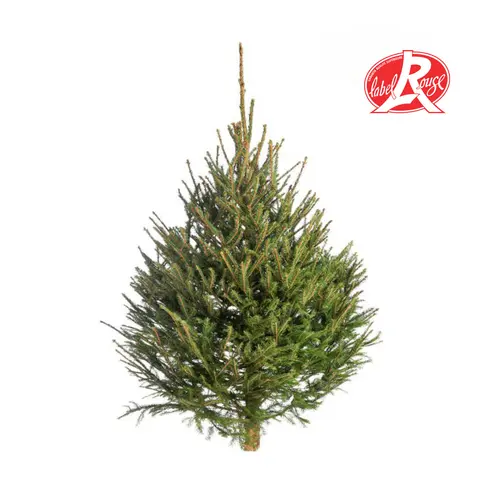 Sapin de Noël naturel coupé Label Rouge Picea Excelsa - de 125 à 150 cm