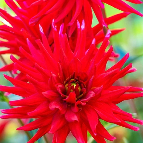 3 Dahlias cactus nain Red Pigmy Dahlia Red Pigmy