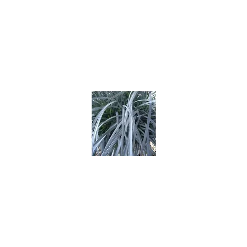 Ophiopogon - Le pot de 10,5 cm