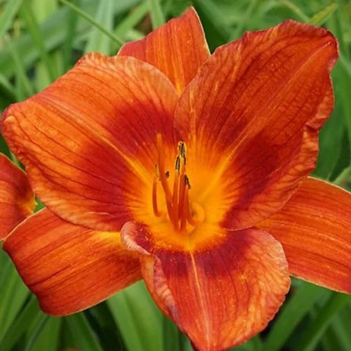 Hémérocalle Holiday Delight Hemerocallis holiday delight