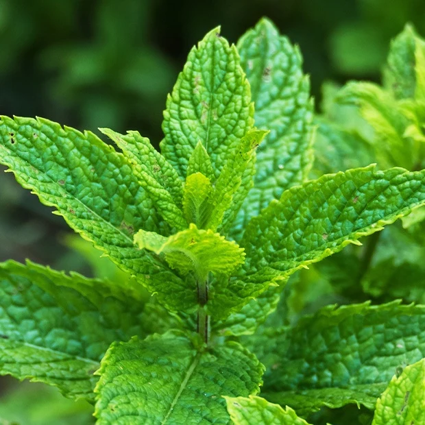 Menthe verte crépue Mentha spicata crispa