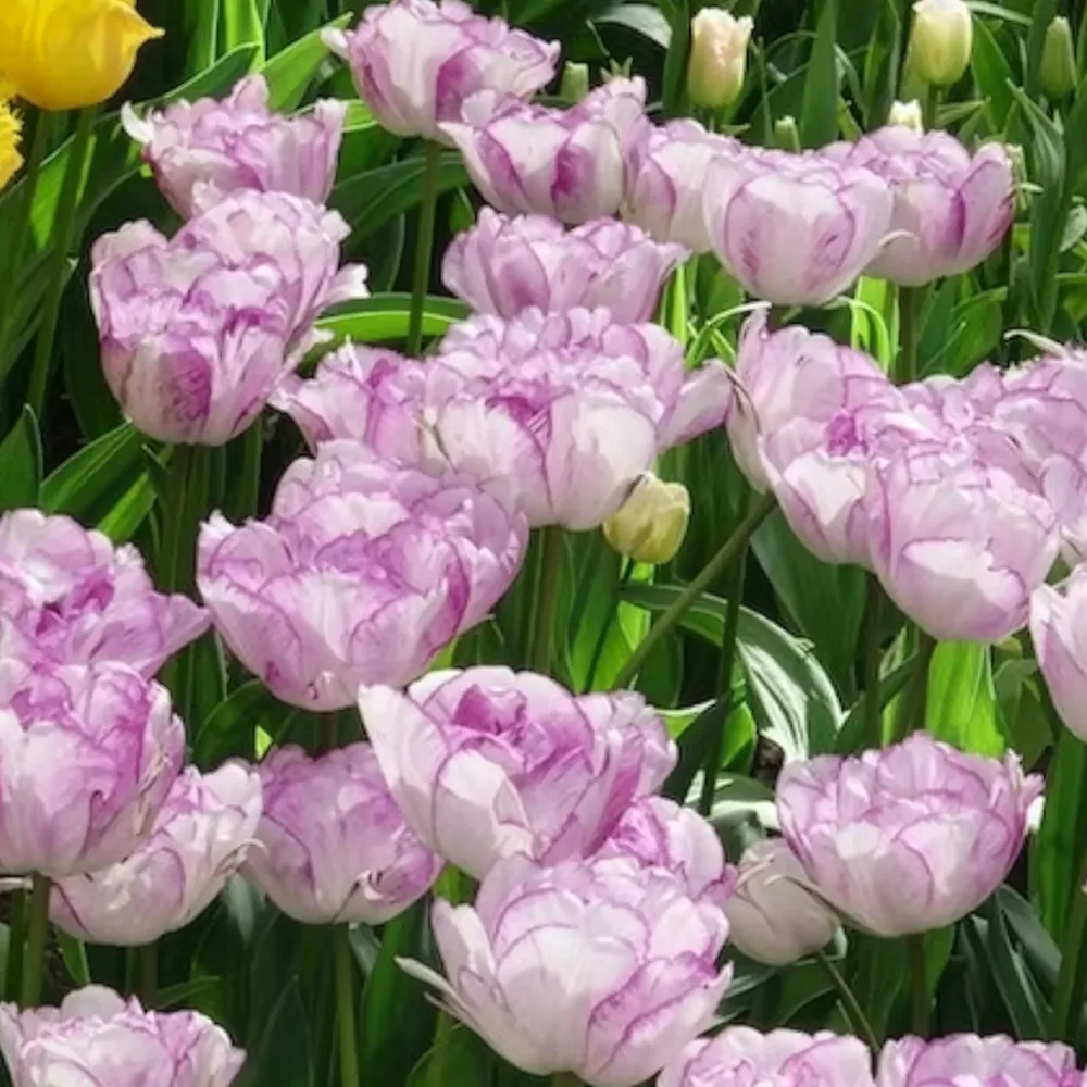 5 Tulipes à fleurs de pivoine Shirley double Tulipa Shirley Double