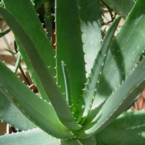 Aloe vera en pot H 65 x Ø 20 cm