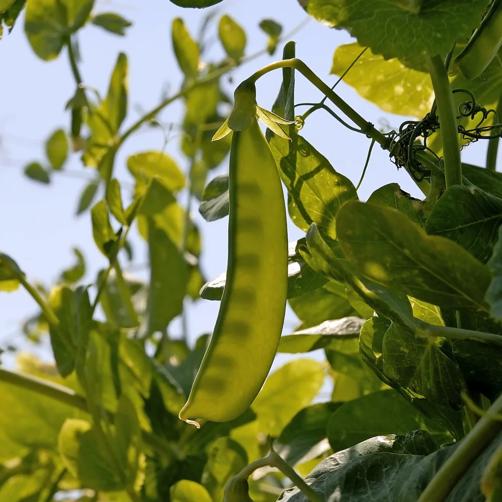 Pois nain mangetout Bamby Pisum sativum bamby (obt. gautier)