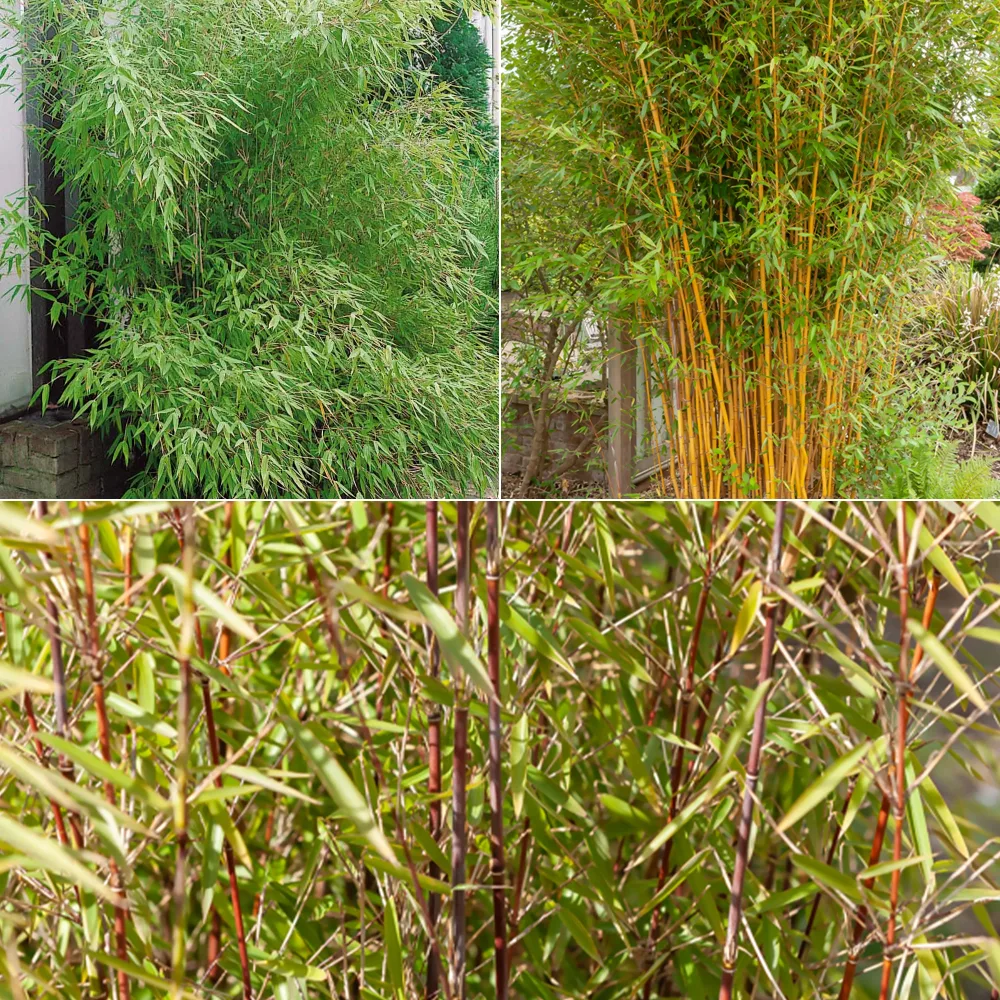 Collection de 3 Bambous traçants : vert, jaune, rouge Phyllostachys bissetii, aureosulcata Aureocaulis, Fargesia scabrida Asian Wonder