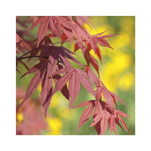 Erable du Japon (ACER PALMATUM FIRE GLOW ) Le pot de 80 litres