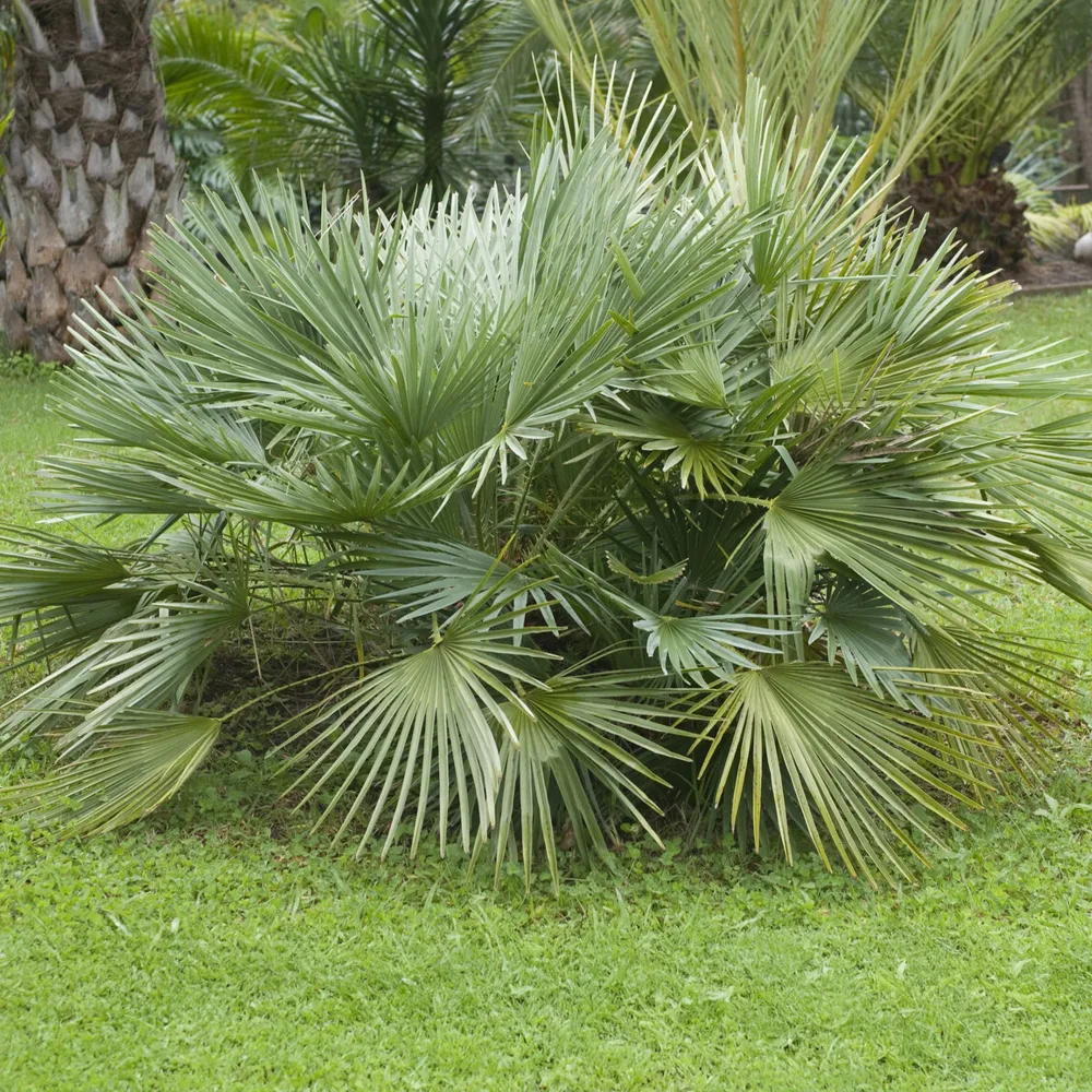 Sabal nain - Palmer nain à feuilles éventail Sabal minor