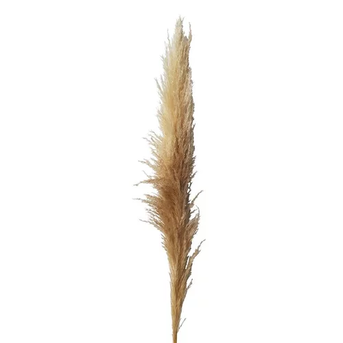 Herbe de la Pampa