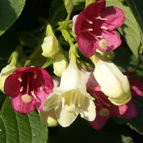 Weigélia Marjorie Weigela majorie