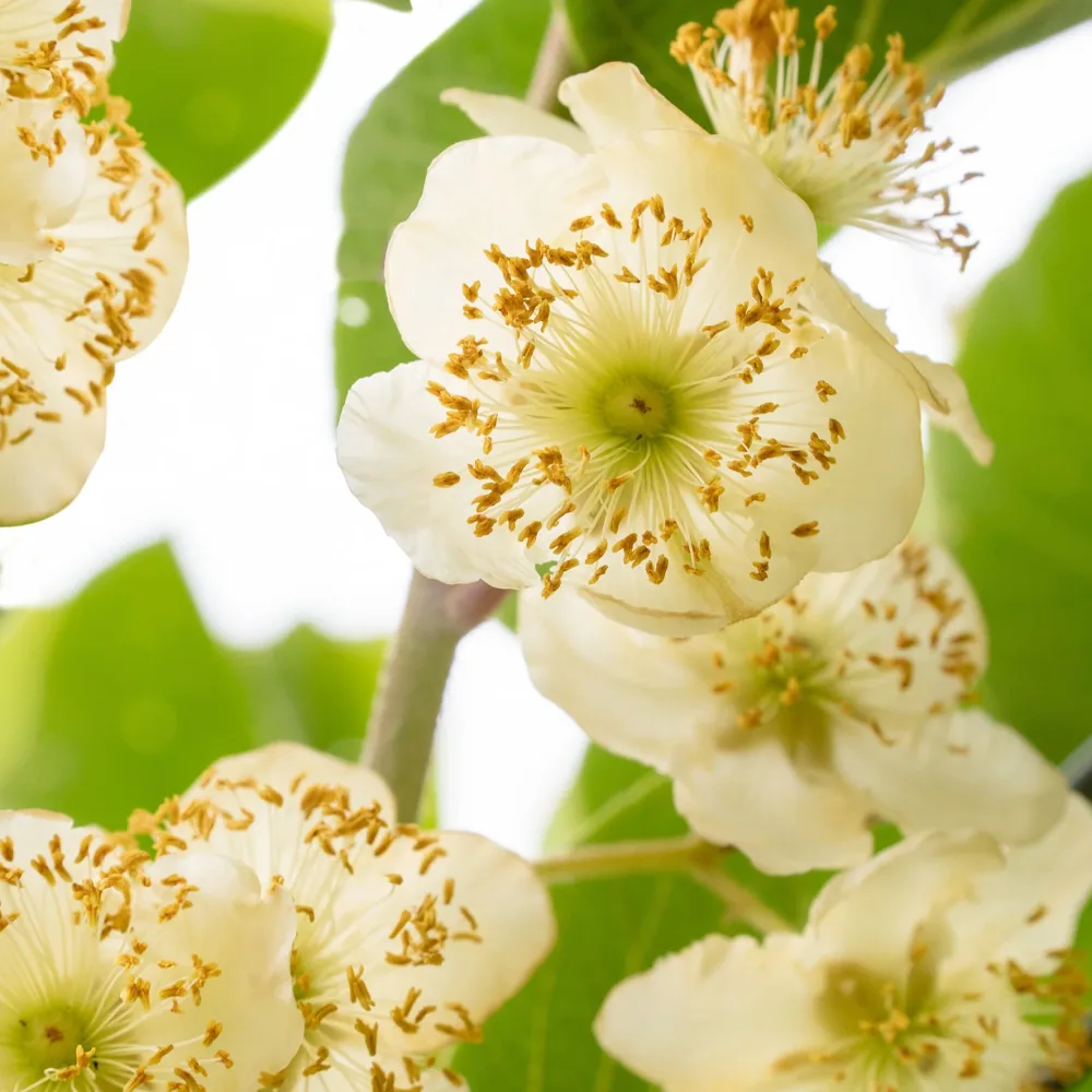 Kiwi Mâle Actinidia deliciosa mâle