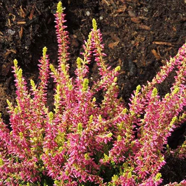 Bruyère d'été Golden Angie Calluna vulgaris golden angie