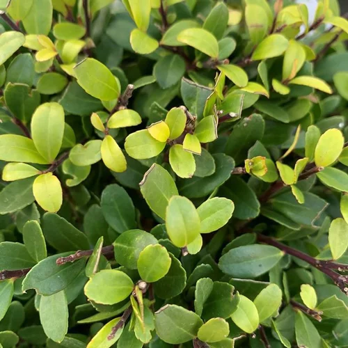Houx crénelé (Ilex Crenata) Dark Green. Le pot de 2 litres