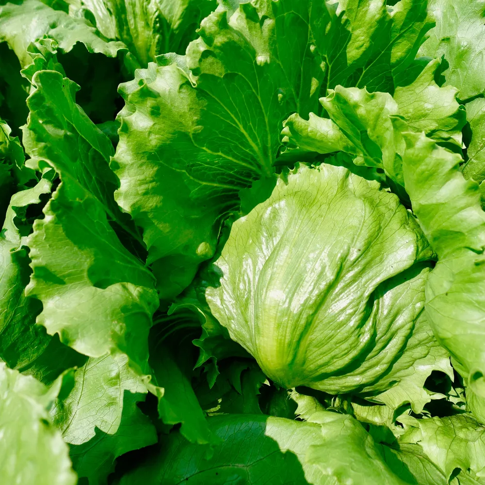 Laitue batavia Barcelona Lactuca sativa barcelona