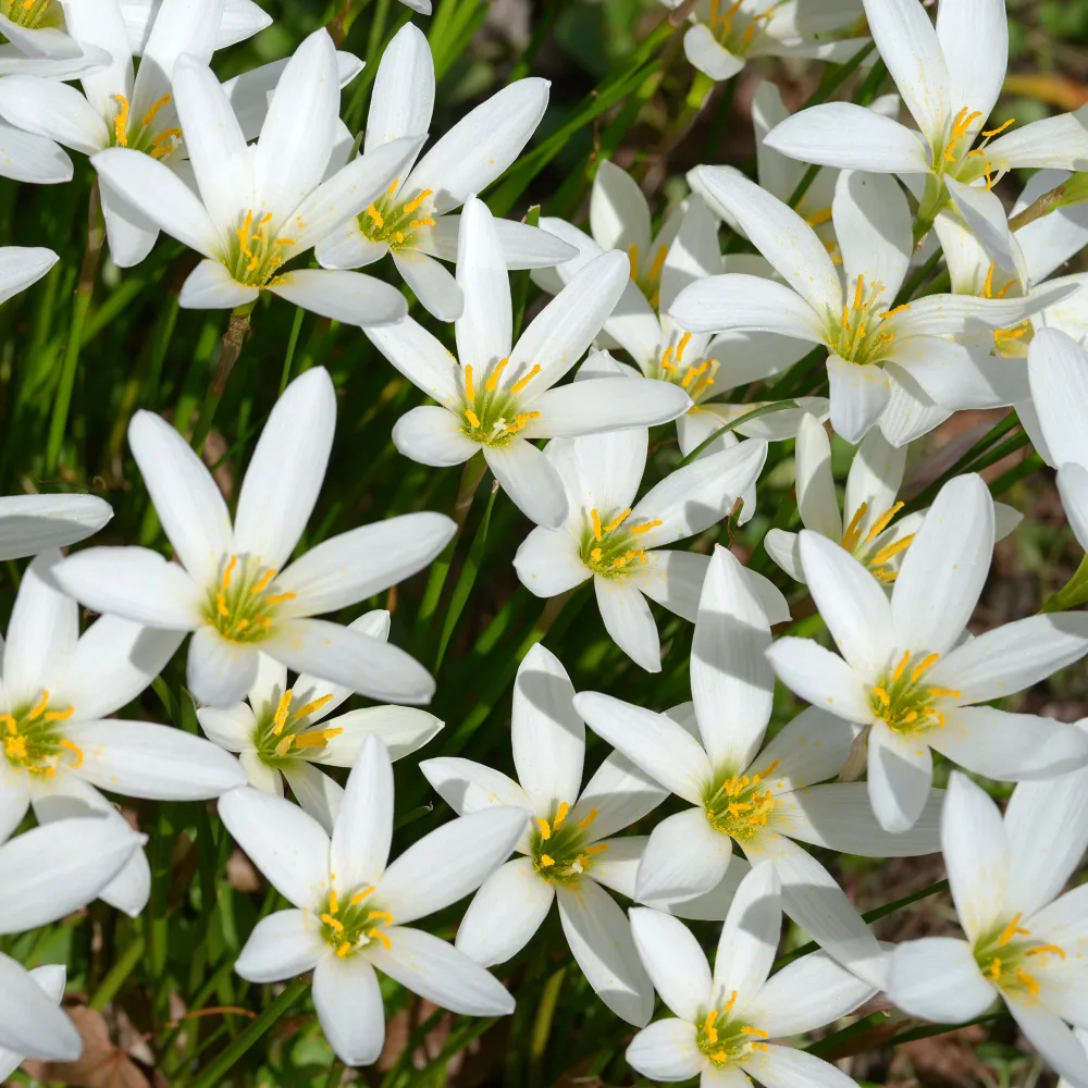 Lis zéphyr Zephyranthes candida