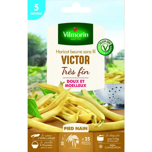 Graines de haricot nain Victor Vilmorin 5 mètres - graines à semer