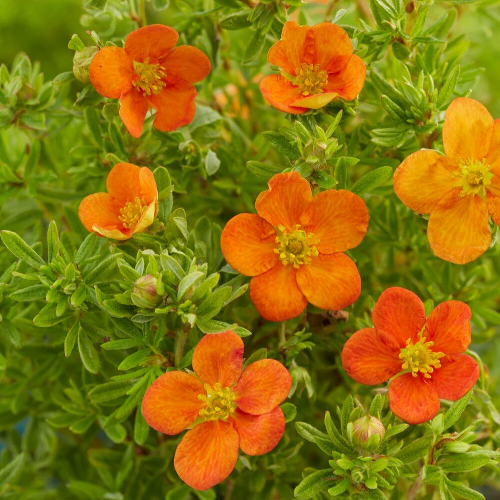 Potentille Bella Sol® Potentilla fruticosa Bella Sol®