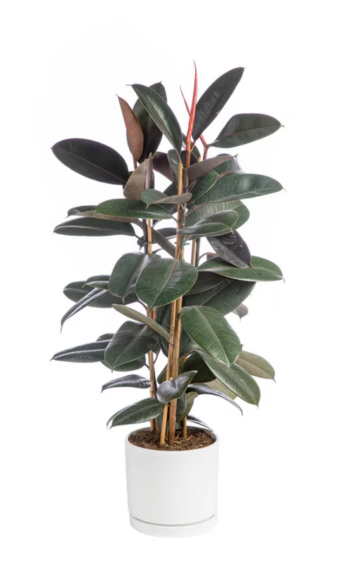 Ficus elastica Abidjan 3 pieds vert en pot blanc émaillé botanic®. Le pot Ø 24 cm