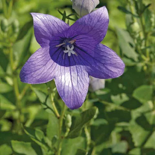Platycodon Grandiflorus - Le pot de 9 x 9 cm