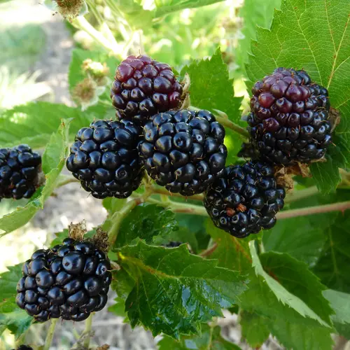 Mure 'Montblanc' Bio. Le pot de 2 litres
